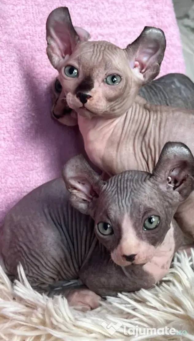 Puiuți Canadian Sphynx disponibili – pedigree WCF