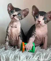 Puiuți Canadian Sphynx disponibili – pedigree WCF