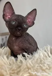 Puiuți Canadian Sphynx disponibili – pedigree WCF