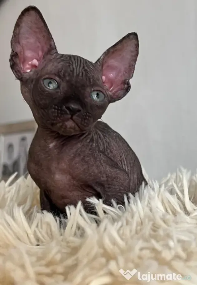Puiuți Canadian Sphynx disponibili – pedigree WCF