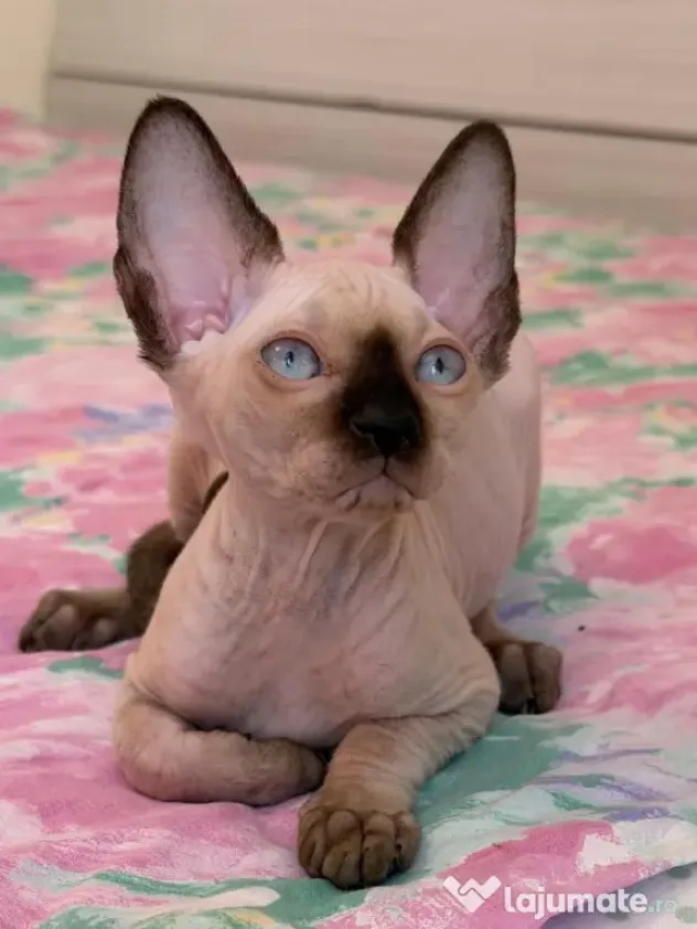 Puiuți Canadian Sphynx disponibili – pedigree WCF