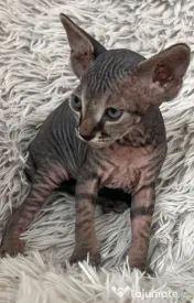 Puiuți Canadian Sphynx disponibili – pedigree WCF