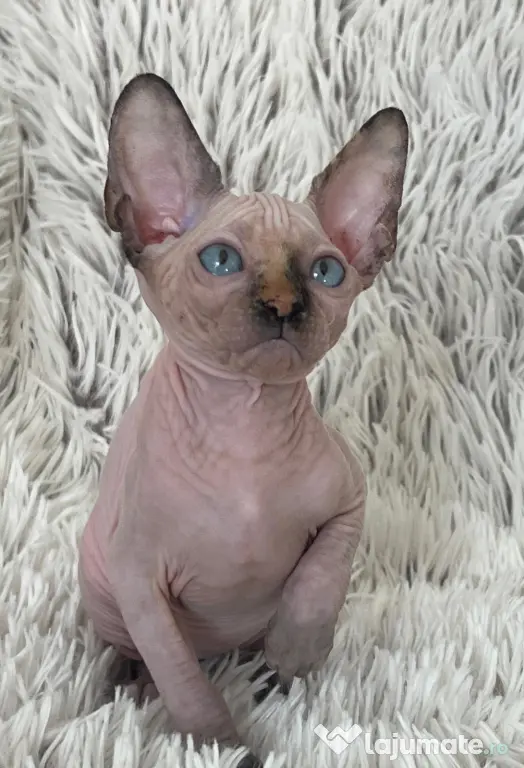 Puiuți Canadian Sphynx disponibili – pedigree WCF