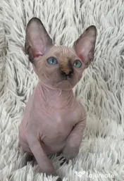 Puiuți Canadian Sphynx disponibili – pedigree WCF