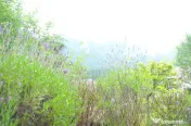 Busteni-Vila de vacanta ,amplasament special 