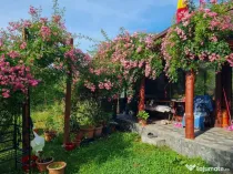 Casa Dacilor in decor de vis