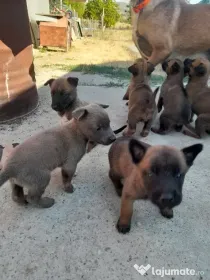 Ciobanesc belgian Malinois