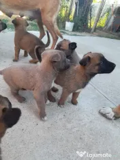 Ciobanesc belgian Malinois 