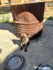 Ciobanesc belgian Malinois 