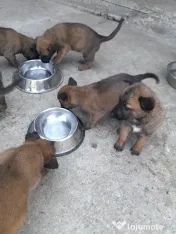 Ciobanesc belgian Malinois 