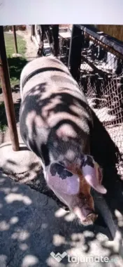 Vând porc livada