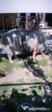 Vând porc livada