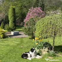 Donez câine ciobănesc de Bucovina femelă