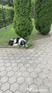 Donez câine ciobănesc de Bucovina femelă