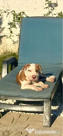 Amstaff mascul cu pedigree