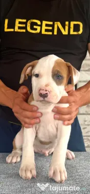 Amstaff mascul cu pedigree 