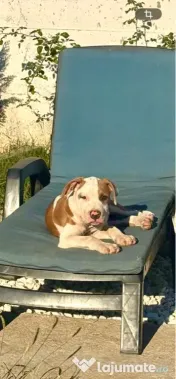Amstaff mascul cu pedigree 