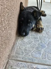Pui Ciobanesc German 