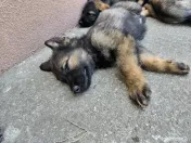 Pui Ciobanesc German 