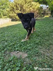 Pui Ciobanesc German 