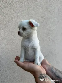 Chihuahua
