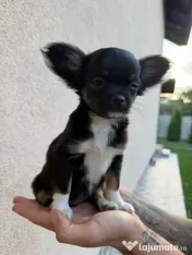 Chihuahua