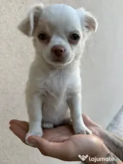 Chihuahua
