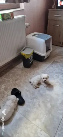 Bichon maltez talie mica