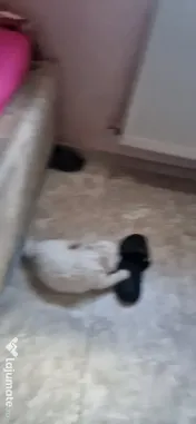 Bichon maltez talie mica