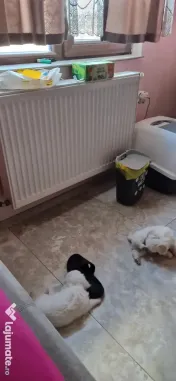 Bichon maltez talie mica