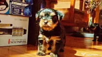 Yorkshire Terrier Toy
