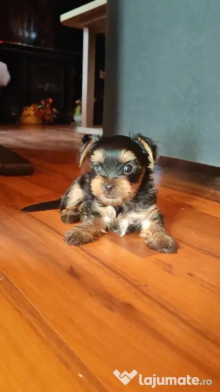 Yorkshire Terrier Toy