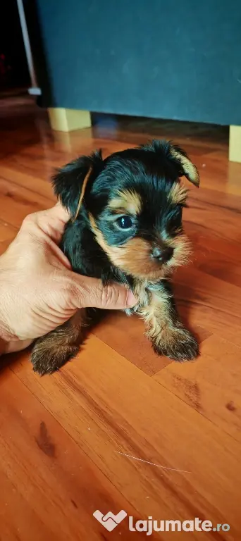 Yorkshire Terrier Toy
