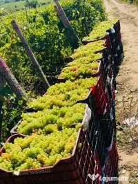 vand struguri de vin