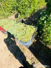 vand struguri de vin 