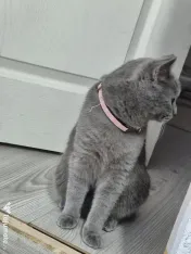 Pisici british in vârstă de 1 an, femela si mascul