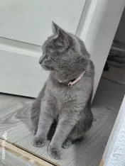 Pisici british in vârstă de 1 an, femela si mascul