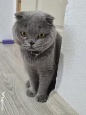Pisici british in vârstă de 1 an, femela si mascul