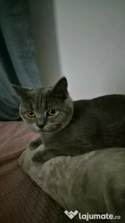 Pisici british in vârstă de 1 an, femela si mascul