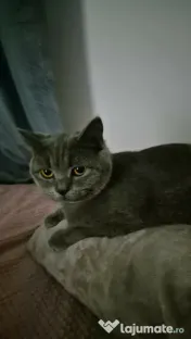 Pisici british in vârstă de 1 an, femela si mascul