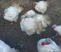 Curcani de vânzare 