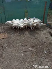 Curcani de vânzare 