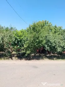 vind casa locuibilă
