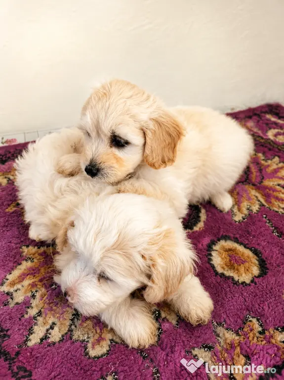 Puiuți maltipoo.