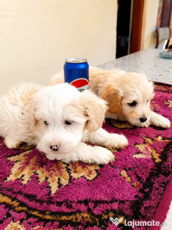 Puiuți maltipoo.