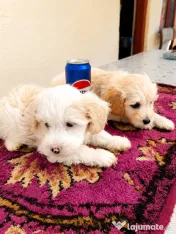 Puiuți maltipoo. 