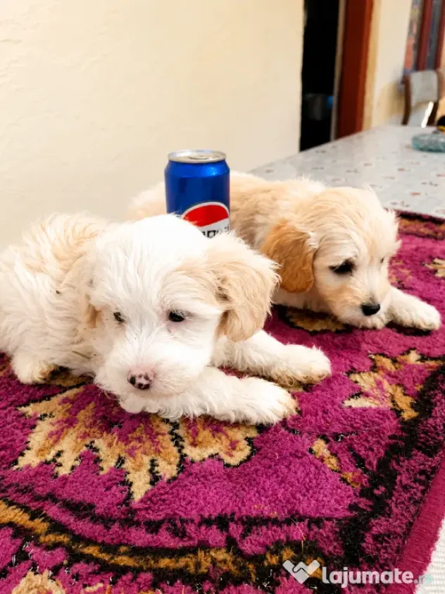 Puiuți maltipoo.