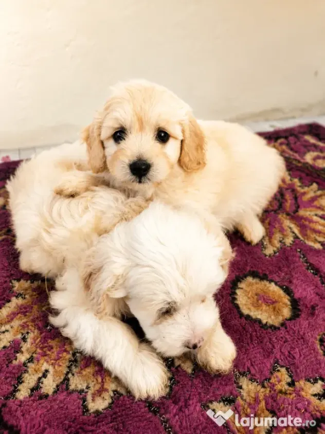 Puiuți maltipoo.