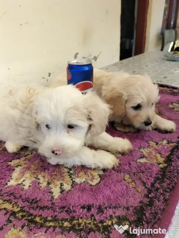 Puiuți maltipoo.