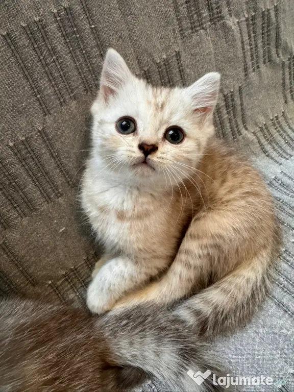 Pisici British